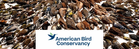 American Bird Conservancy