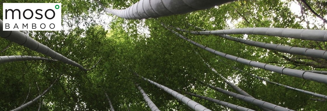 Booming Bamboo: The (Re)discovery of a Sustainable Material with Endless Possibilities