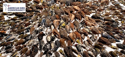 An Overview of Bird-Friendly Building Design