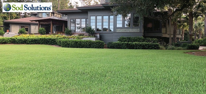 Green Turfgrass: Sustainable Practices, Innovative Solutions, and Selection Strategies for Warm-Season Natural Grass