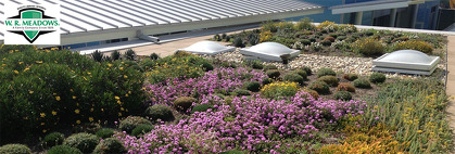 Green Roofing 101
