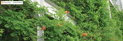 Considerations for Advanced Green Facade Design